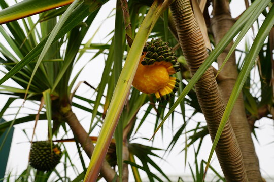 The pandanus tectorius is a species of plant in the Pandanaceae family. Evergreen perennial plant