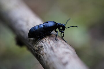 schwarz blauer k&auml;fer d&auml;monisch ekelhaft