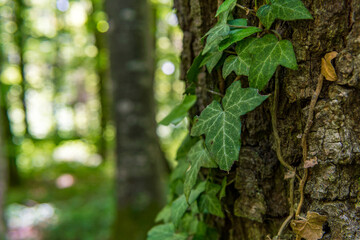Fantastic forest in Upper Swabia