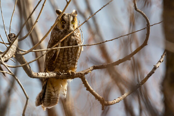 Great Horned Owl perched on a branch