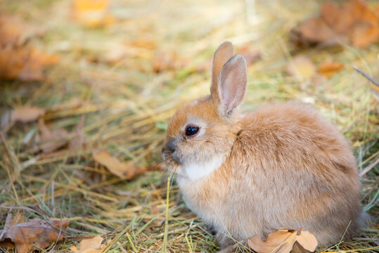 A close up picture of a young brown rabbits face
