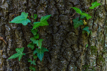 Fantastic forest in Upper Swabia