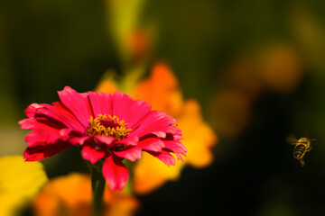 Nice red Gerbere with flying bee
