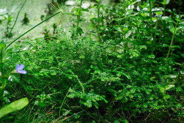 moss live composition grown in a greenhouse. Moss formed as if the forest in miniature