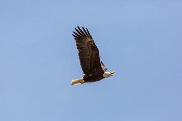 American Bald Eagle in flight