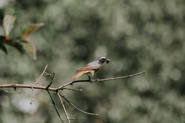 Mały ptaszek z owadem w dziobie siedzi na gałęzi na zielonym rozmytym tle
