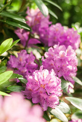 Blooming rhododendron bush in the spring garden, close-up.