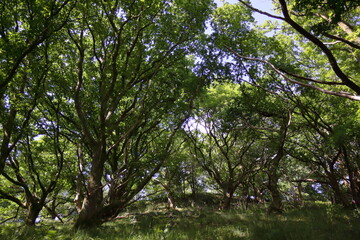 trees in the forest