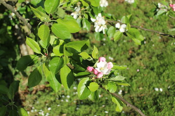 Flowers in Spring