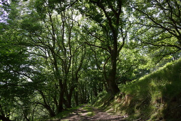 Obraz premium track through the woods
