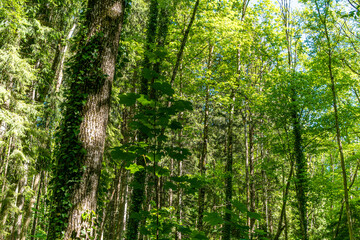 Fototapeta na wymiar Fantastic forest in Upper Swabia