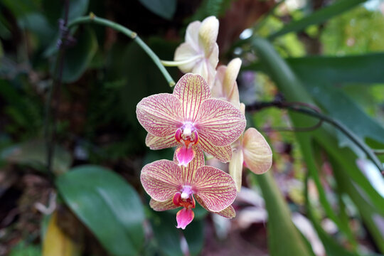 Cymbidium Orchid Is A Genus Of Evergreen Epiphytic Plants In The Family Orchidaceae