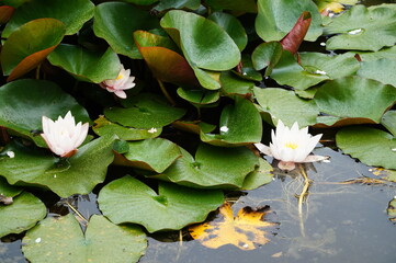 Water Lilies