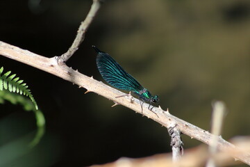 beautiful demoiselle on a dried bramble twig