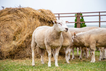 Obraz premium Sheep in a farm of different varieties and ages.