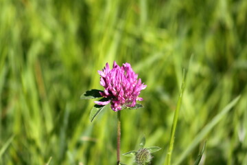red clover in grass