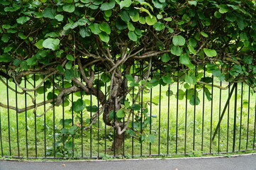 Fence Nature Garden