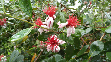 Feijoa flower. Botanical Garden in Batumi.