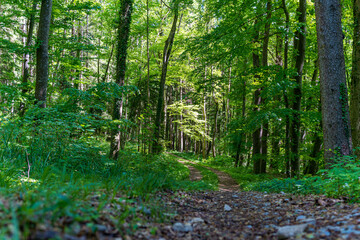 Fantastic forest in Upper Swabia