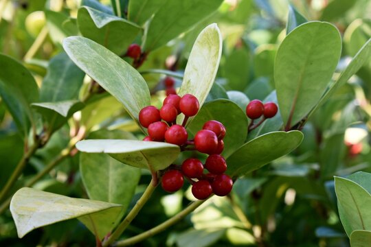 Wintergreen or Gaultheria Procumbens with red berries.