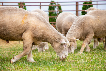 Sheep in a farm of different varieties and ages.