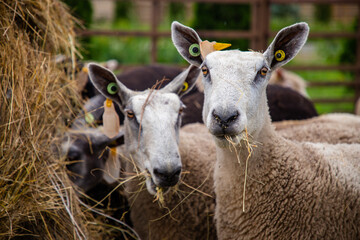 Sheep in a farm of different varieties and ages.