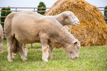 Sheep in a farm of different varieties and ages.