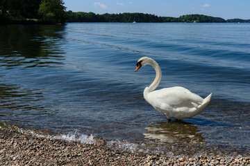 White swan stands on the lake. The wave rolls ashore, a surge.