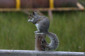 squirrel on a fence