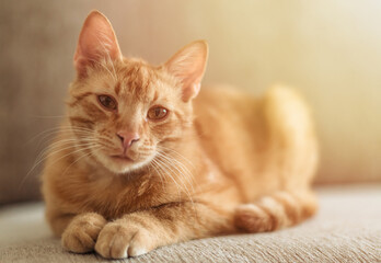 closeup portrait of a redhaired cute tabby cat that lies on the couch and looks at the camera. Sunlight and home comfort. The concept of domestic animals