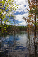 Obraz premium Beautiful summer landscape, forest trees are reflected in calm river water against a background of blue sky and white clouds.
