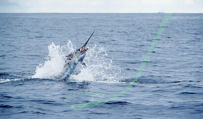 Obraz premium aggressive jump from sailfish in Costa Rica 