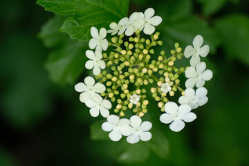 Viburnum opulus (common name: guelder-rose or guelder rose) is a species of flowering plant in the family Adoxaceae (formerly Caprifoliaceae). White flower on a background of green leaves.