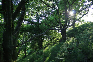 sun rays through trees