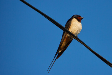 Jaskółka siedząca na drucie © Rafal Kot
