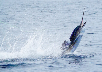 sailfish jumping at high speed  © Jason