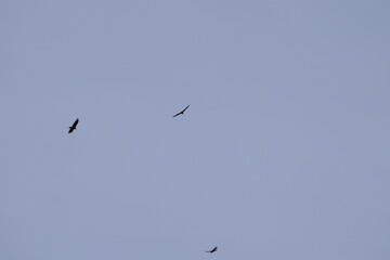 Circling Buzzards