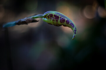 organically grown orchid about to bloom