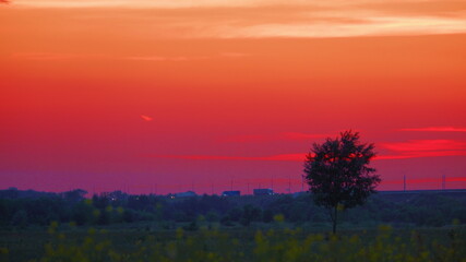 Fototapeta na wymiar a lone tree against a red sunset