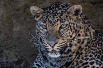 Portrait of a spotted leopard.  
The panthera pardus or just the leopard, sometimes also called a leopard, panther, panther or leopard, is a large feline beast.