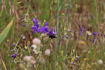 Gewöhnlicher Feldrittersporn (Consolida regalis) mit Hummel