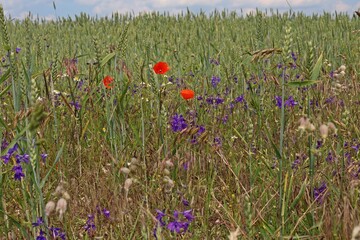 Gewöhnlicher Feldrittersporn (Consolida regalis) und Klatschmohn (Papaver rhoeas) im Getreidefeld.