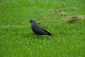 a jackdaw walking in a green glade