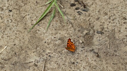 C-Falter (Polygonia c-Album) auf Uferschlamm