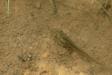 Kaulquappe eines Laubfroschs (Hyla arborea) mit Hinterbeinen