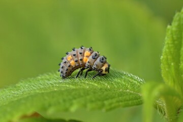 Larve des Siebenpunkt-Marienkäfers oder Siebenpunkts (Coccinella septempunctata).vor der Verpuppung