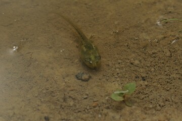 Kaulquappe eines Laubfroschs (Hyla arborea) mit Hinterbeinen