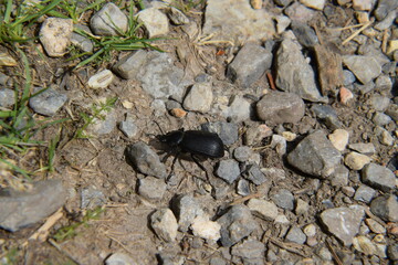Desert Stink beetle / Acrobat Beetle 2