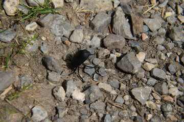 Desert Stink beetle / Acrobat Beetle