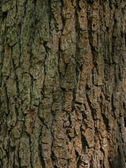 Obraz premium Texture of tree bark, spruce, pine